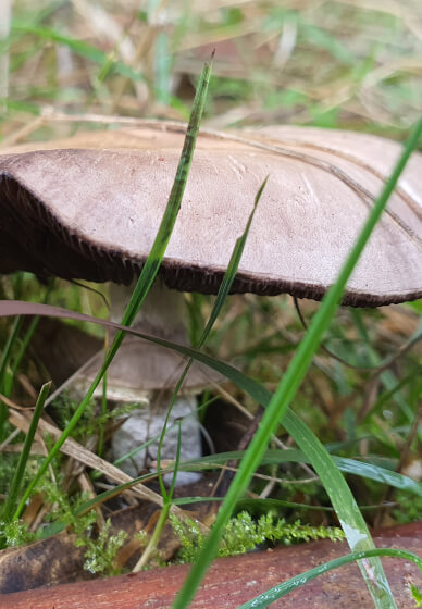 Learn Mushroom Foraging and Identification