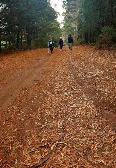 Learn Mushroom Foraging and Identification