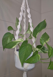 Macrame Plant Hanger Workshop