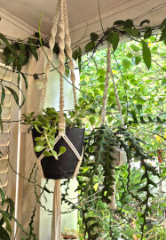 Macrame Plant Hanger Workshop