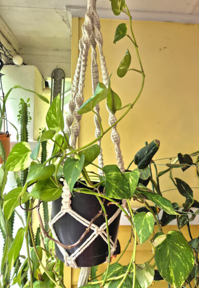 Macrame Plant Hanger Workshop