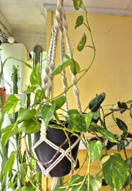 Macrame Plant Hanger Workshop