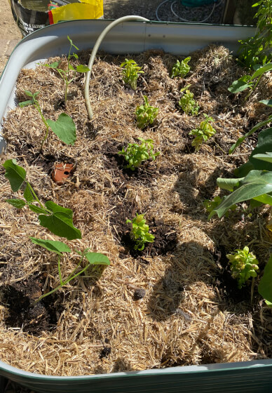 Maintenance and Pest Control Workshop: Just Start Gardening