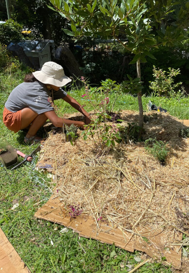 Maintenance and Pest Control Workshop: Just Start Gardening