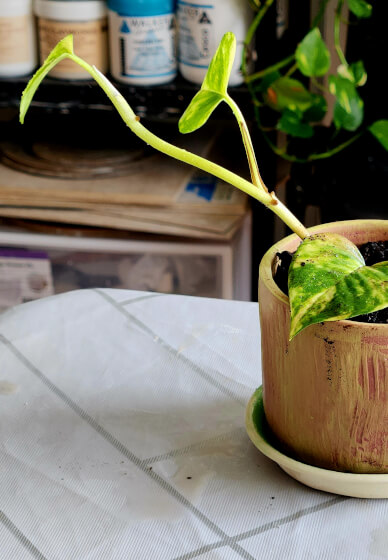 Make Funky and Unique Pottery Planters Workshop