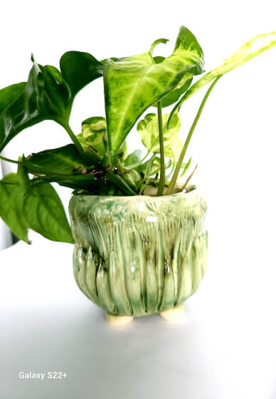 Make Funky and Unique Pottery Planters Workshop