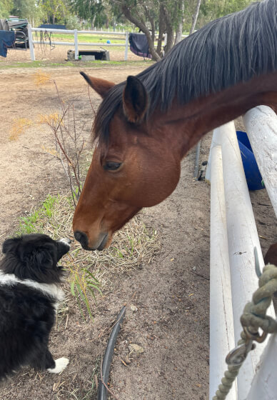 Meet the Farm Animals at Millgum Farm in the Swan Valley