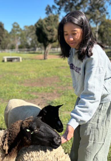 Meet the Farm Animals at Millgum Farm in the Swan Valley