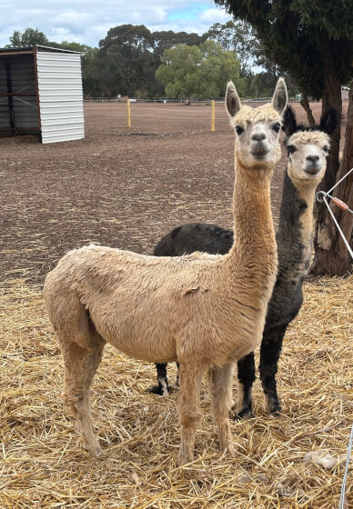 Meet the Farm Animals at Millgum Farm in the Swan Valley