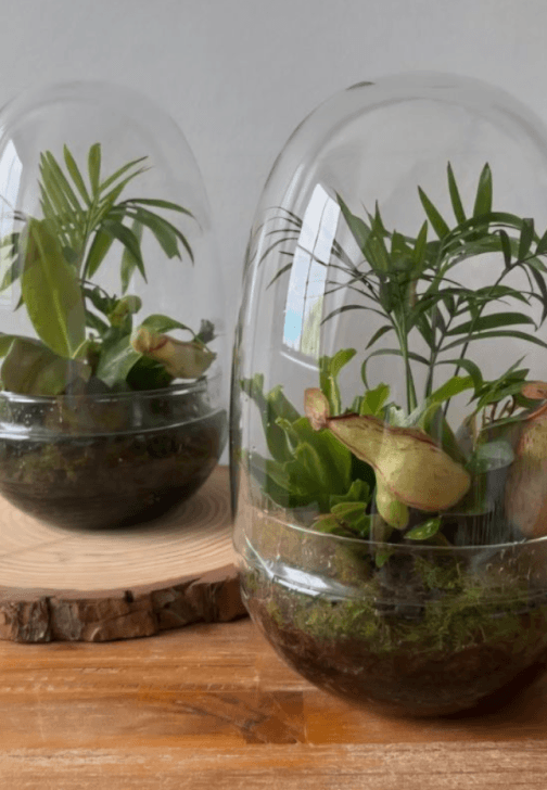 Mindful Making Workshop: Mini Moss Terrarium