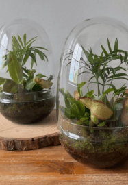 Mindful Making Workshop: Mini Moss Terrarium