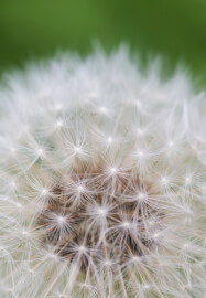 Mindfulness for Busy People Workshop