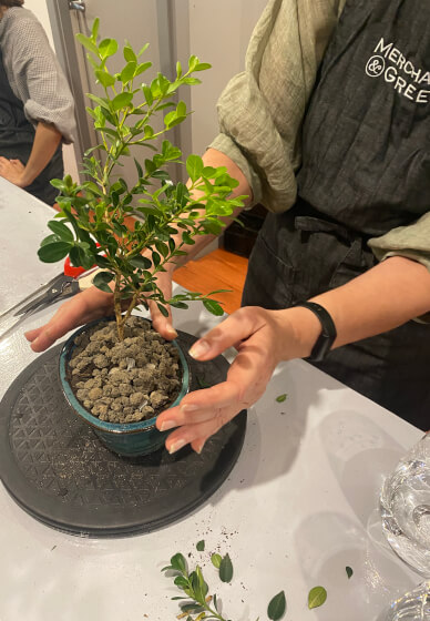 Mini Bonsai Workshop for Teams