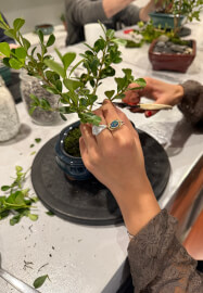 Mini Bonsai Workshop for Teams