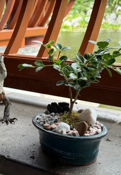 Mini Bonsai Workshop for Teams