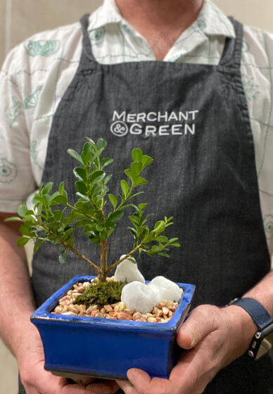 Mini Bonsai Workshop for Teams