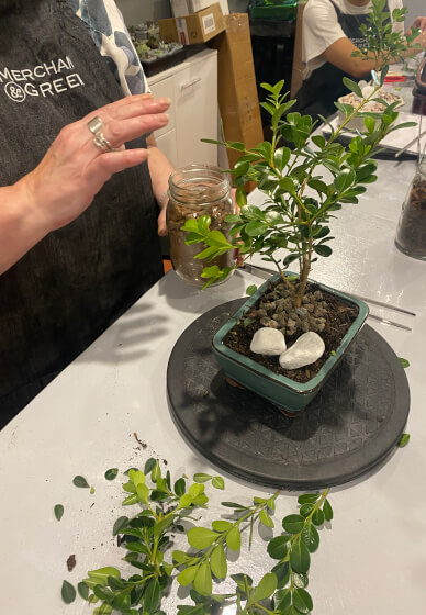 Mini Bonsai Workshop for Teams