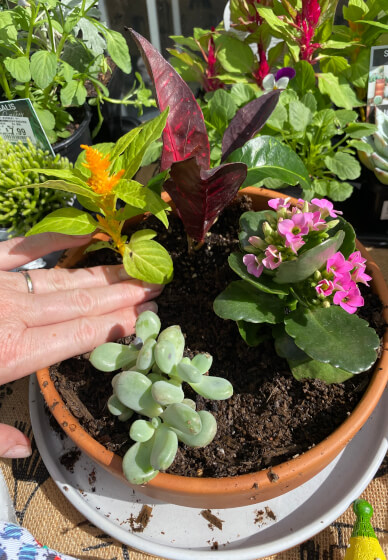 Mini Fairy Garden or Dino Garden Kids Workshop