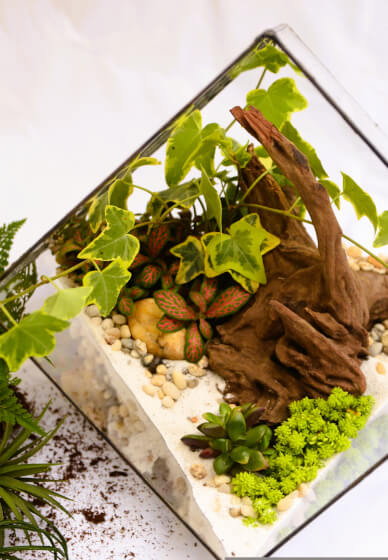 Mini Worlds: Terrarium Workshop for Kids and Teens South Canberra