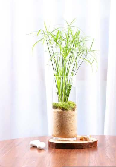 Mini Worlds: Terrarium Workshop for Kids and Teens South Canberra