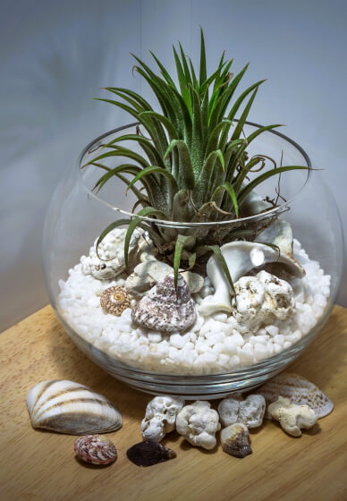 Mini Worlds: Terrarium Workshop for Kids and Teens South Canberra