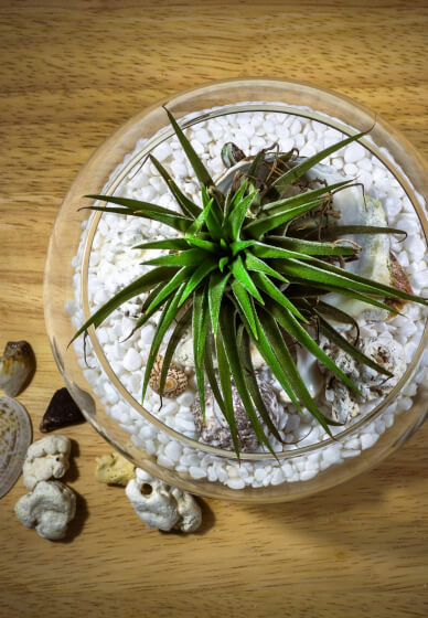 Mini Worlds: Terrarium Workshop for Kids and Teens South Canberra