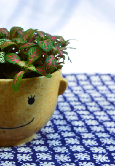 Mini Worlds: Terrarium Workshop for Kids and Teens South Canberra