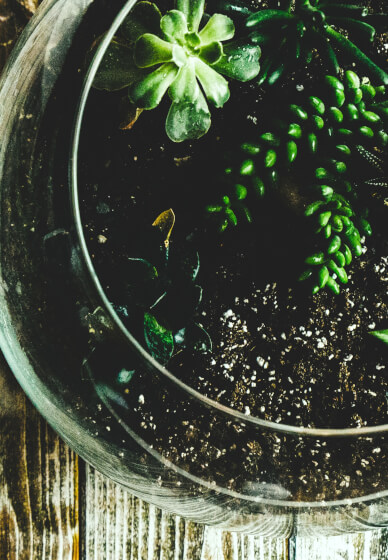 Mini Worlds: Terrarium Workshop for Kids and Teens South Canberra