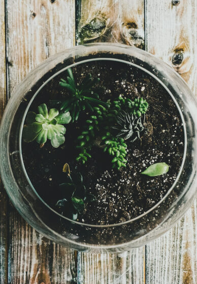 Mini Worlds: Terrarium Workshop for Kids and Teens South Canberra