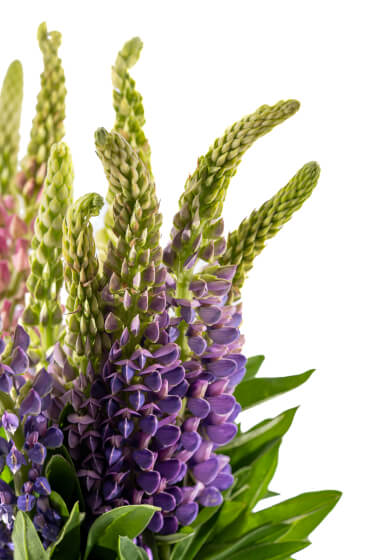 Mother's Day High Tea Floral Workshop