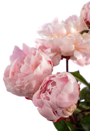 Mother's Day High Tea Floral Workshop