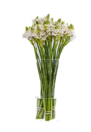 Mother's Day High Tea Floral Workshop