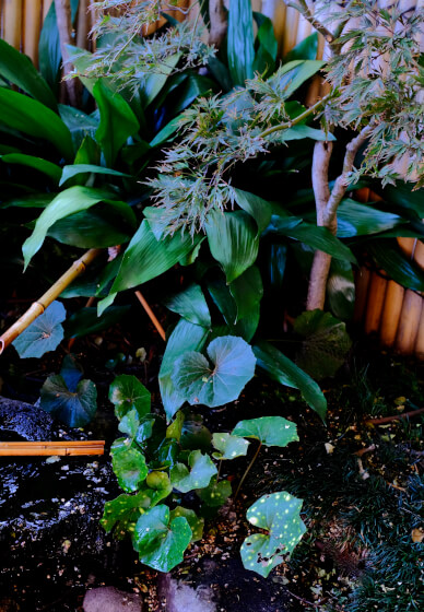 Mother's Day Ikebana Flower Arranging Workshop