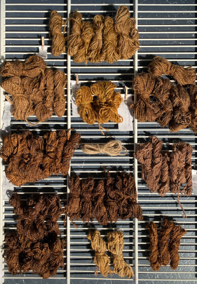Mushroom Forage / Dye Workshop
