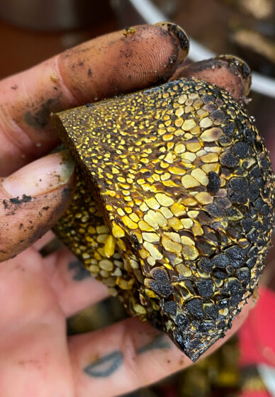 Mushroom Forage / Dye Workshop