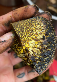 Mushroom Forage / Dye Workshop