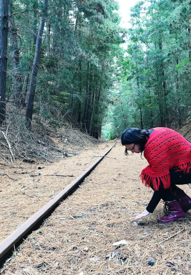 Mushroom Identification and Foraging Class