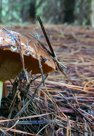 Mushroom Identification and Foraging Class