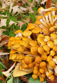 Mushroom Identification and Foraging Class