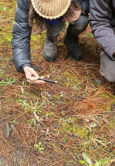 Mushroom Identification and Foraging Class