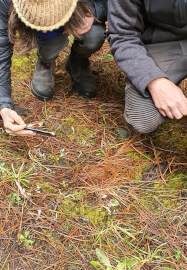 Mushroom Identification and Foraging Class