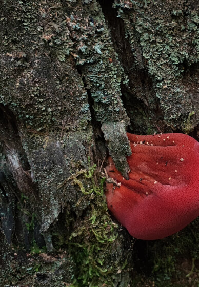Mushroom Identification and Foraging Class