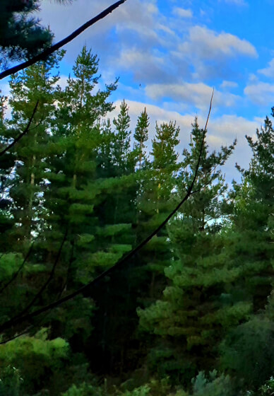 Mushroom Identification and Foraging Class