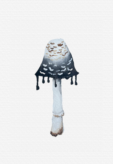 Mushrooms and Floral Watercolour Workshop (2 Hours and 10 Mins)