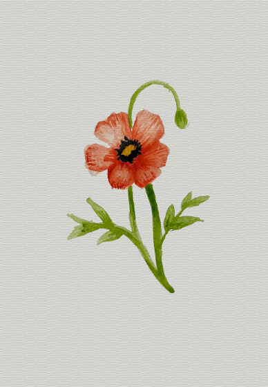 Mushrooms and Floral Watercolour Workshop (3 Hours and 10 Mins)