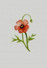 Mushrooms and Floral Watercolour Workshop (3 Hours and 10 Mins)