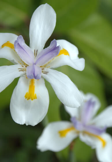 Natural Wiccan Lotions and Potions Class