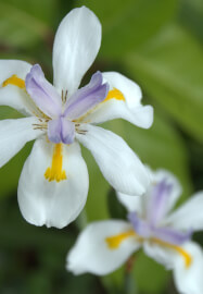Natural Wiccan Lotions and Potions Class