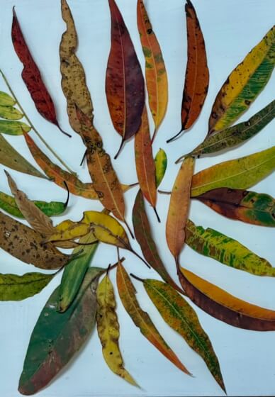 Nature Journaling Workshop