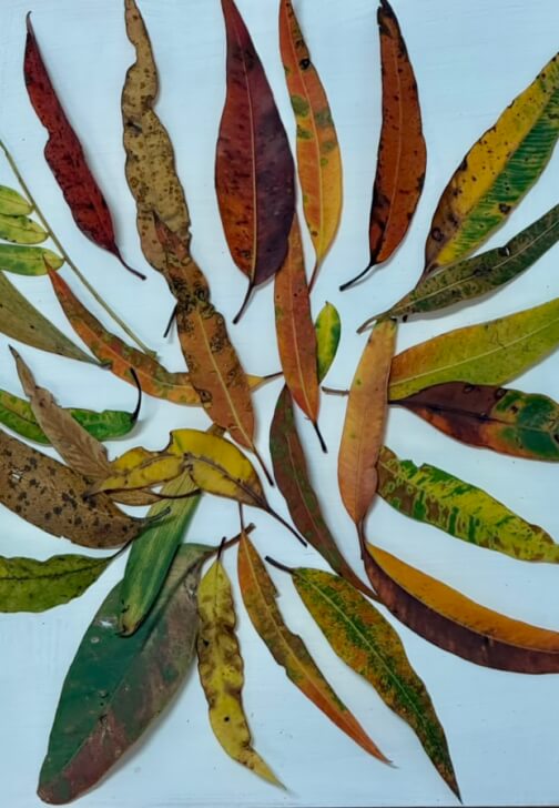Nature Journaling Workshop